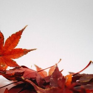 leaves-5300030_640